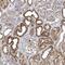 Protein Phosphatase 1 Regulatory Subunit 7 antibody, PA5-56957, Invitrogen Antibodies, Immunohistochemistry frozen image 