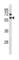 Cyclin B1 antibody, abx034753, Abbexa, Western Blot image 