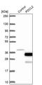 Phosducin Like 2 antibody, PA5-61695, Invitrogen Antibodies, Western Blot image 