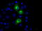 Protein Kinase, Membrane Associated Tyrosine/Threonine 1 antibody, M06247, Boster Biological Technology, Immunofluorescence image 