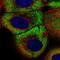 Zinc Finger Protein 23 antibody, HPA023534, Atlas Antibodies, Immunofluorescence image 