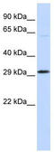 Ovo Like Zinc Finger 2 antibody, TA345333, Origene, Western Blot image 