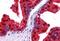 N-Myc Downstream Regulated 1 antibody, GTX41727, GeneTex, Immunohistochemistry paraffin image 