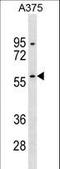 RanBP-type and C3HC4-type zinc finger-containing protein 1 antibody, LS-C155952, Lifespan Biosciences, Western Blot image 