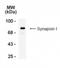 Synapsin I antibody, NB300-312, Novus Biologicals, Western Blot image 