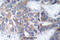 Mitogen-Activated Protein Kinase Kinase 1 antibody, A00292S218, Boster Biological Technology, Immunohistochemistry frozen image 