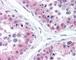 Mitogen-Activated Protein Kinase 1 antibody, 624201, BioLegend, Immunohistochemistry frozen image 