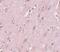 Zinc Finger CCCH-Type Containing 12B antibody, PA5-20927, Invitrogen Antibodies, Immunohistochemistry frozen image 
