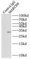  antibody, FNab05004, FineTest, Immunoprecipitation image 