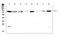 Protein O-Mannosyltransferase 2 antibody, A04876-1, Boster Biological Technology, Western Blot image 