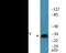 Activating Transcription Factor 1 antibody, EKC2019, Boster Biological Technology, Western Blot image 