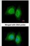 Microtubule Affinity Regulating Kinase 1 antibody, PA5-29402, Invitrogen Antibodies, Immunofluorescence image 
