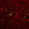 ADP Ribosylation Factor 4 antibody, orb178867, Biorbyt, Immunofluorescence image 