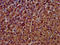 Transmembrane Protein 192 antibody, LS-C376850, Lifespan Biosciences, Immunohistochemistry paraffin image 