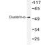 Clusterin antibody, LS-B14491, Lifespan Biosciences, Western Blot image 