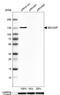 SEC23 Interacting Protein antibody, HPA043305, Atlas Antibodies, Western Blot image 