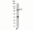 Activating Transcription Factor 6 antibody, N1111-100UG, NSJ Bioreagents, Western Blot image 