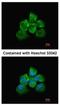 Rho/Rac Guanine Nucleotide Exchange Factor 18 antibody, NBP1-32816, Novus Biologicals, Immunofluorescence image 