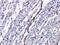 ETS Variant 1 antibody, orb329990, Biorbyt, Immunohistochemistry paraffin image 