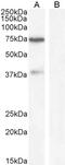 Peptidyl-prolyl cis-trans isomerase FKBP4 antibody, 46-782, ProSci, Western Blot image 