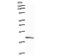 Interferon Regulatory Factor 2 antibody, LS-C342815, Lifespan Biosciences, Western Blot image 