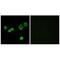 Holocytochrome C Synthase antibody, A00924, Boster Biological Technology, Immunofluorescence image 