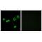 Cytochrome c-type heme lyase antibody, A00924, Boster Biological Technology, Immunofluorescence image 