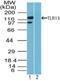 TLR13 antibody, NBP2-24539, Novus Biologicals, Western Blot image 