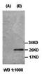 Gamma-Glutamylamine Cyclotransferase antibody, orb77455, Biorbyt, Western Blot image 