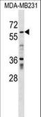 Zinc Finger Protein 543 antibody, LS-C157464, Lifespan Biosciences, Western Blot image 