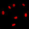 Retinoid X Receptor Gamma antibody, LS-C352812, Lifespan Biosciences, Immunofluorescence image 