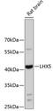 LIM Homeobox 5 antibody, 19-077, ProSci, Western Blot image 
