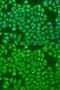 CCCTC-Binding Factor antibody, GTX32541, GeneTex, Immunofluorescence image 