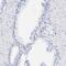 C1q And TNF Related 6 antibody, NBP1-85381, Novus Biologicals, Immunohistochemistry paraffin image 