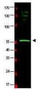 RAD23 Homolog B, Nucleotide Excision Repair Protein antibody, GTX48751, GeneTex, Western Blot image 