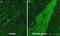 Neurofilament Medium antibody, ab64300, Abcam, Immunohistochemistry frozen image 