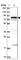 DENN Domain Containing 1C antibody, HPA042839, Atlas Antibodies, Western Blot image 