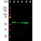 TACO antibody, NB110-58867, Novus Biologicals, Western Blot image 