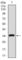 CD59 Molecule (CD59 Blood Group) antibody, abx011952, Abbexa, Western Blot image 
