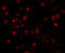 BCL2 Binding Component 3 antibody, 11007, QED Bioscience, Immunofluorescence image 