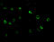C1q And TNF Related 6 antibody, A12414, Boster Biological Technology, Immunofluorescence image 