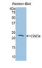 Fortilin antibody, LS-C296895, Lifespan Biosciences, Western Blot image 