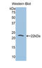 Tumor Protein, Translationally-Controlled 1 antibody, LS-C296895, Lifespan Biosciences, Western Blot image 