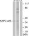 Protein Kinase C Delta antibody, abx013409, Abbexa, Western Blot image 