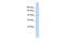 N-Deacetylase And N-Sulfotransferase 3 antibody, GTX46433, GeneTex, Western Blot image 