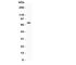 Receptor Interacting Serine/Threonine Kinase 1 antibody, R31162, NSJ Bioreagents, Western Blot image 