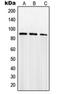 SUMO Specific Peptidase 5 antibody, orb215400, Biorbyt, Western Blot image 