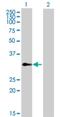 Transcription Elongation Factor A Like 4 antibody, H00079921-B01P, Novus Biologicals, Western Blot image 