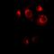 DNA Methyltransferase 1 antibody, orb10546, Biorbyt, Immunofluorescence image 