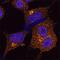 Clathrin Heavy Chain antibody, AF6784, R&D Systems, Immunocytochemistry image 